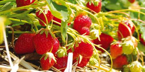 chapeau de paille rouges et brillantes, parfumées et juteuses, les fraises arrivent dans les cueillettes