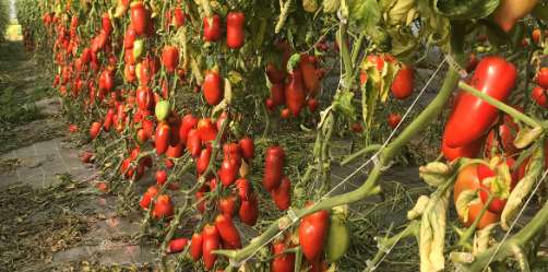 Les andines cornues, une tomate traditionnelle des cueilles Chapeau de paille