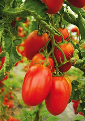 chapeau de paille De belles tomates grappes ovoïdes n'attendent que vos mains expertes