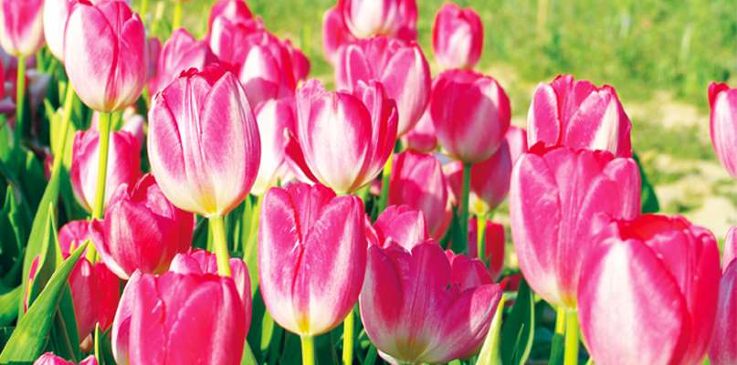chapeau de paille Les tulipes, un bel emblème pour le printemps à la cueillette