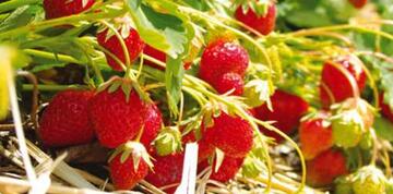 chapeau de paille rouges et brillantes, parfumées et juteuses, les fraises arrivent dans les cueillettes