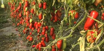 Les andines cornues, une tomate traditionnelle des cueilles Chapeau de paille