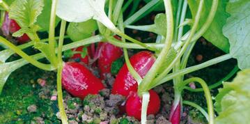 Une botte de radis du potager qui va rejoindre les salades et les jeunes épinards dans la brouette