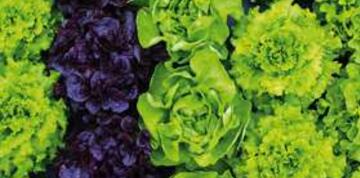 de belles salades pour la cueillette des jardins de l'Ombrière