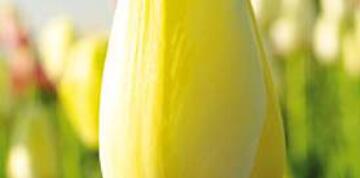 Les tulipes sont de retour sur les cueillettes Chapeau de paille