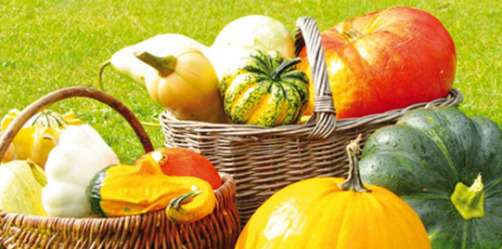Un beau panier de courges