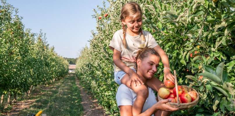 Salade de pommes de terre nouvelles - Cueillette Chapeau de paille