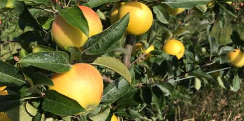 Un beau flash rouge arrive doucement sur les joues des pommes de la cueillettes