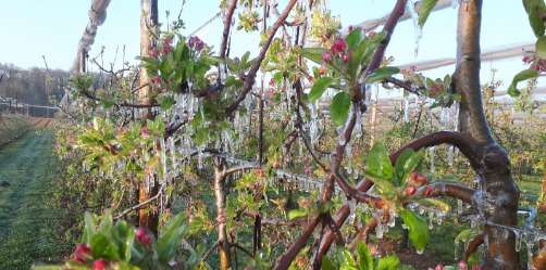 La projection d'eau pendant les gelées permet de préserver les bourgeons floraux jusqu'à des températures basses