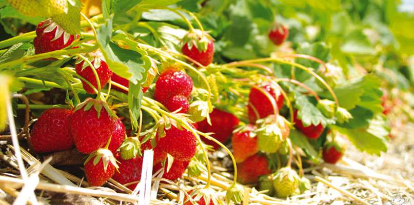 Les fraises c'est maintenant ! Elles vous attendent en quantité à la cueillette Chapeau de paille