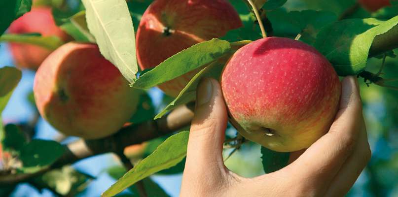 Cueillir Des Pommes Dans La Cueillette La Plus Proche Chapeau De Paille