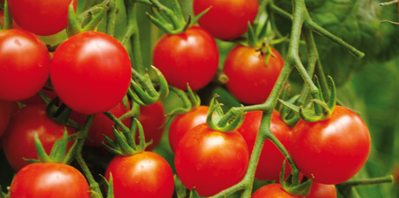 tomates-cerises