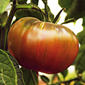 Tomate noire de Crimée